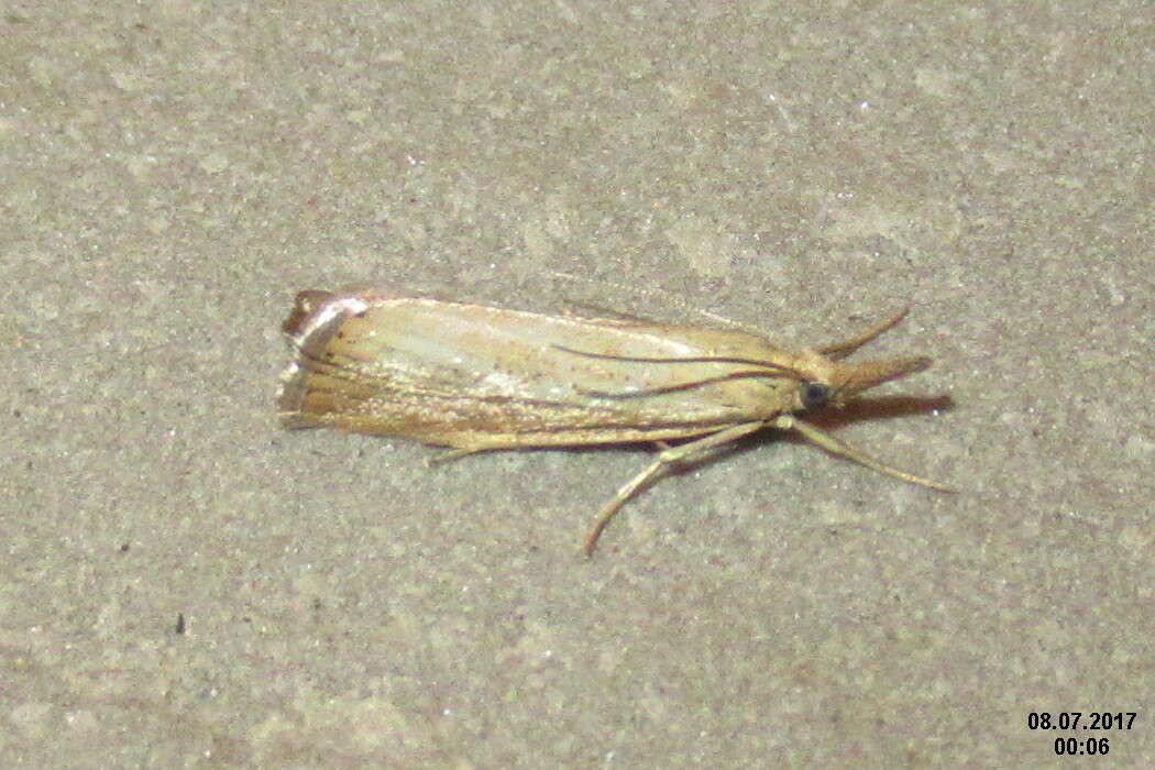 صورة Agriphila straminella