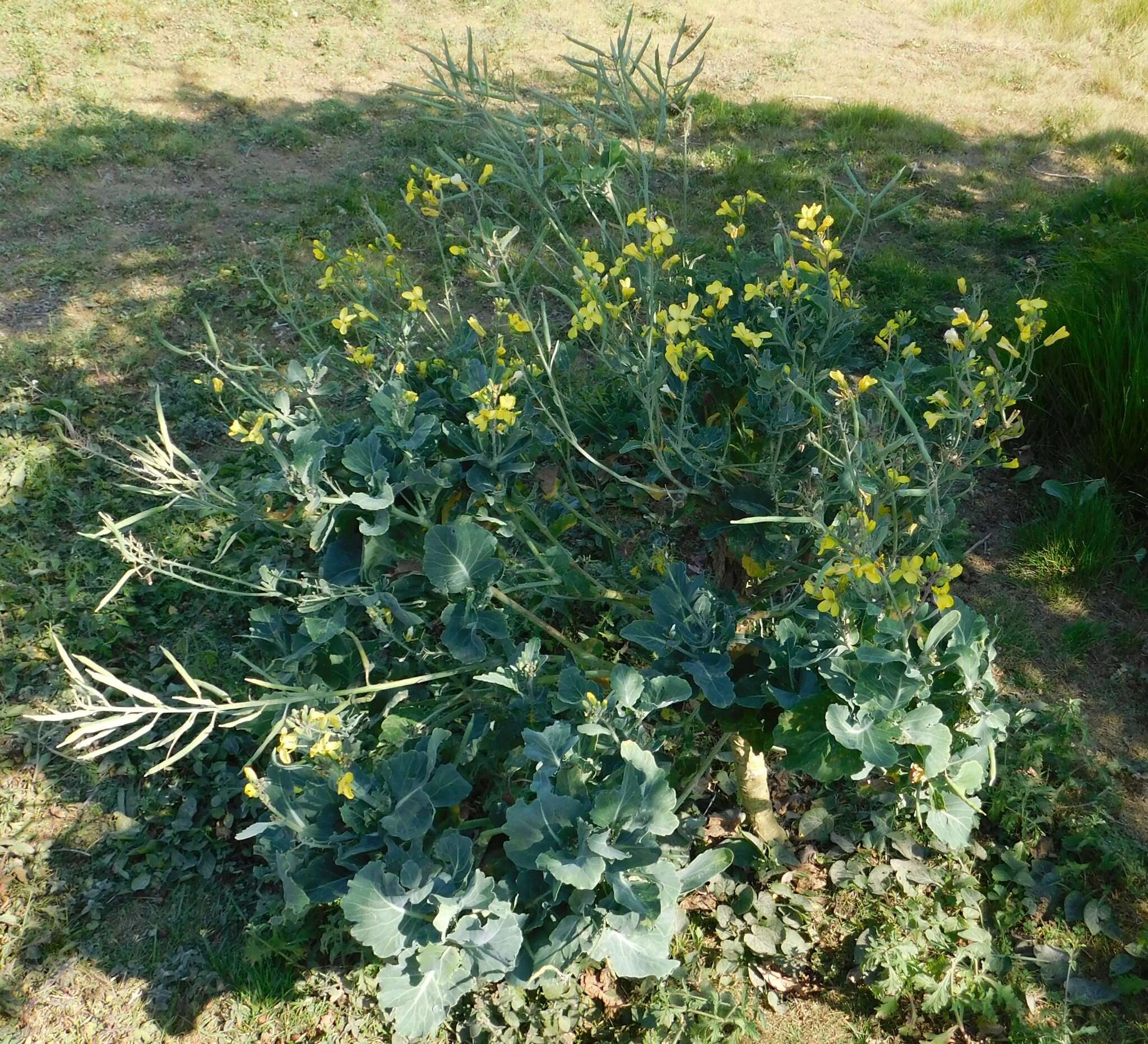 Plancia ëd Brassica oleracea var. oleracea