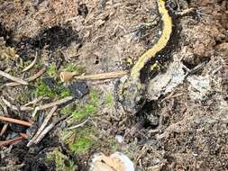 Image of Ambystoma macrodactylum columbianum Ferguson 1961