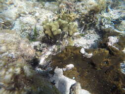 Image of Branched Finger Coral