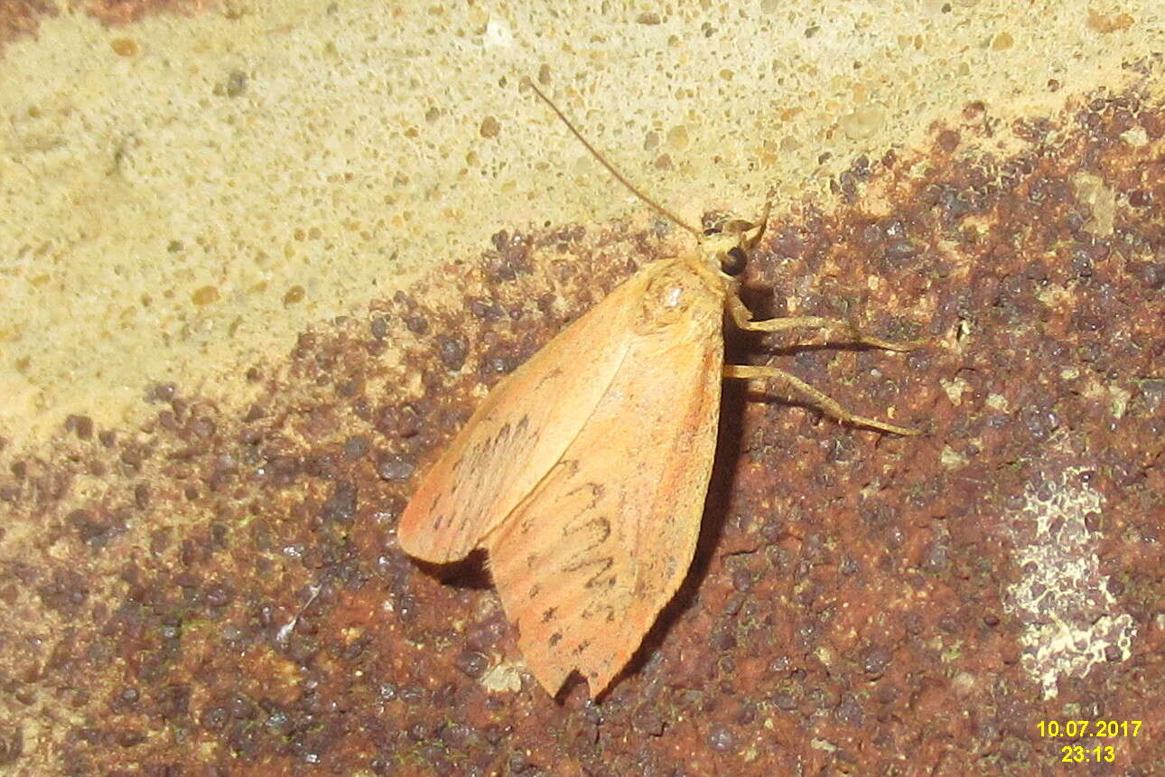 Image of rosy footman