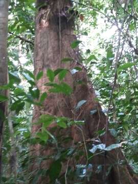 Image of Dussia macroprophyllata (Donn. Sm.) Harms