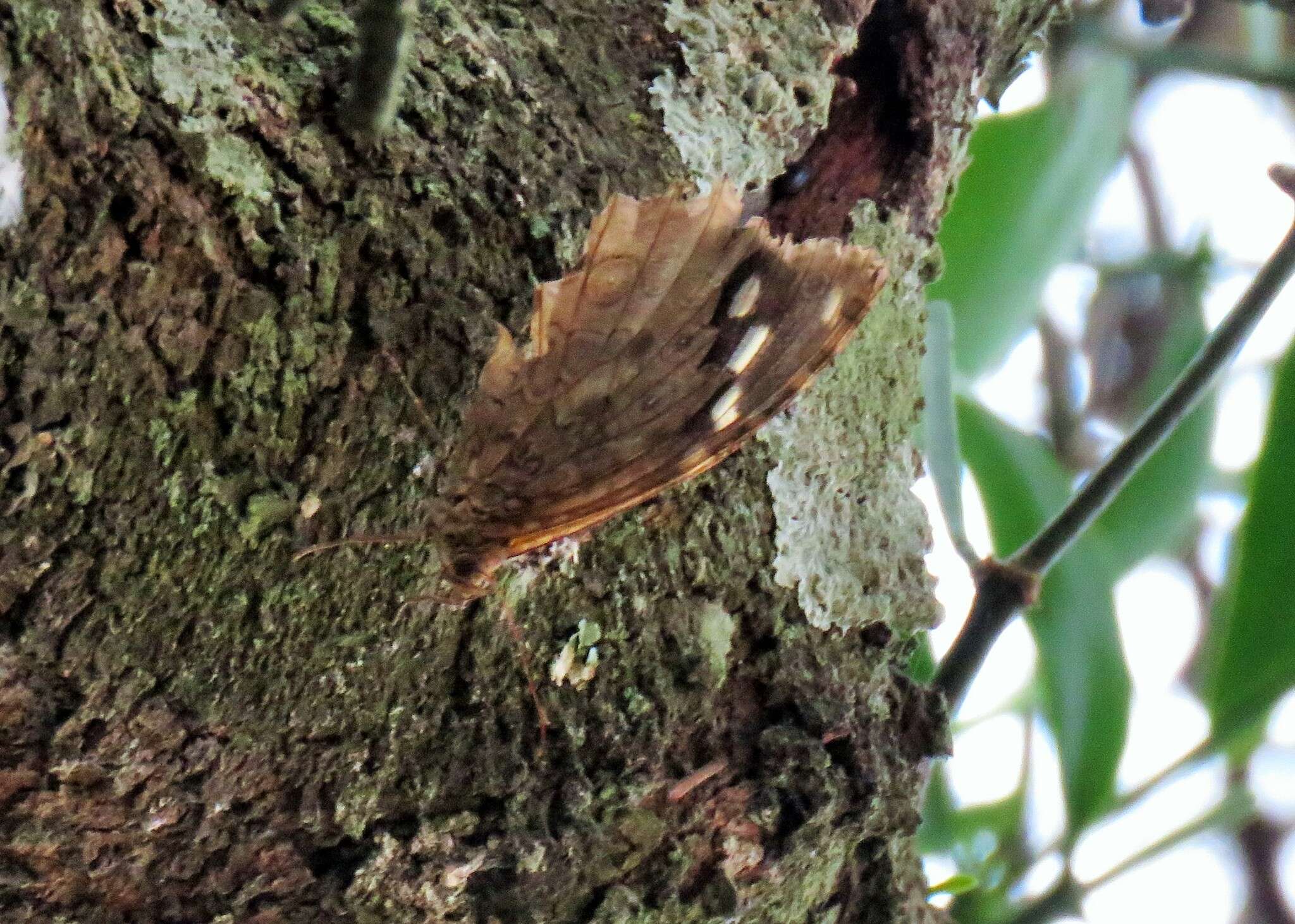 Image of Manataria maculata Hopffer 1874