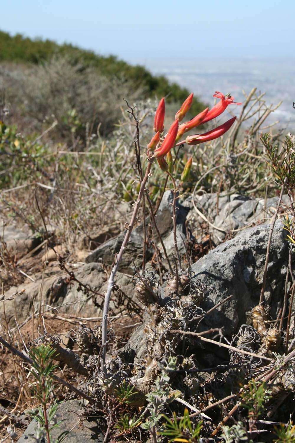 Imagem de Tylecodon grandiflorus (Burm. fil.) H. Tölken