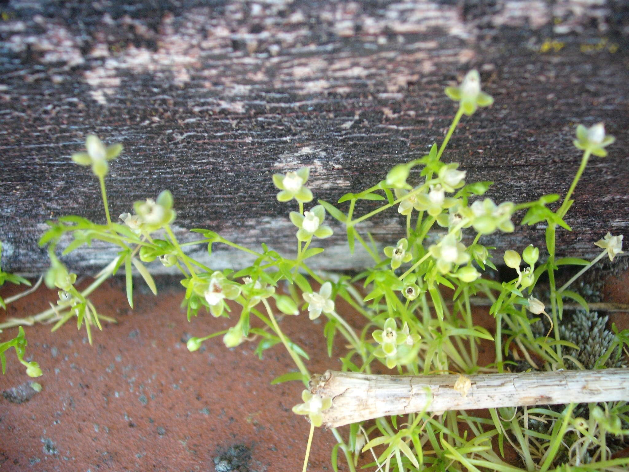 Image of annual pearlwort