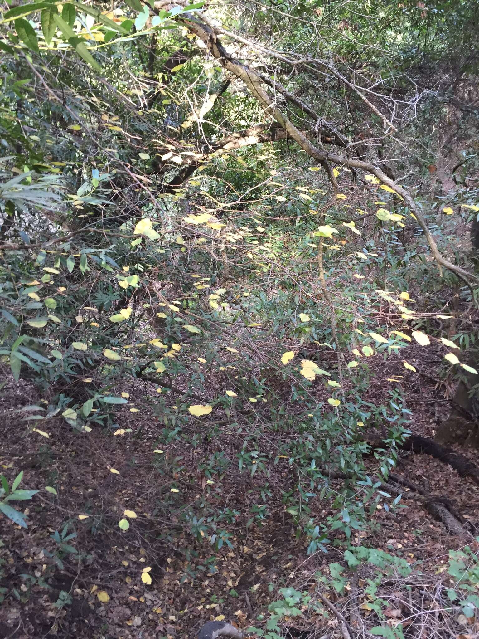 Image of Corylus cornuta subsp. californica (A. DC.) A. E. Murray