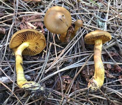 Image of Cortinarius thiersii Ammirati & A. H. Sm. 1977