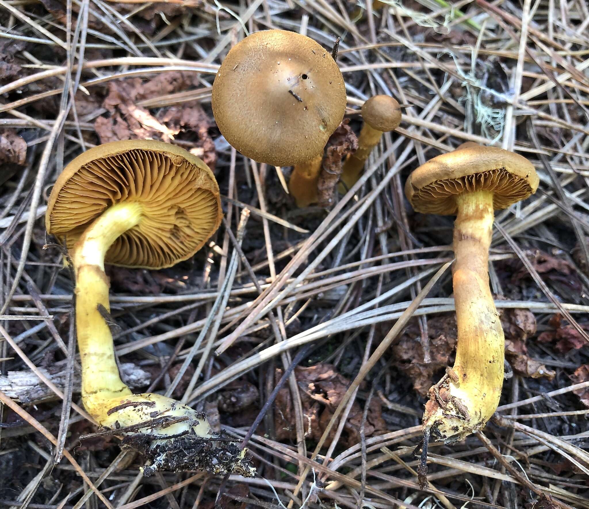 Sivun Cortinarius thiersii Ammirati & A. H. Sm. 1977 kuva