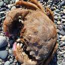 Image of large sponge-carrying crab