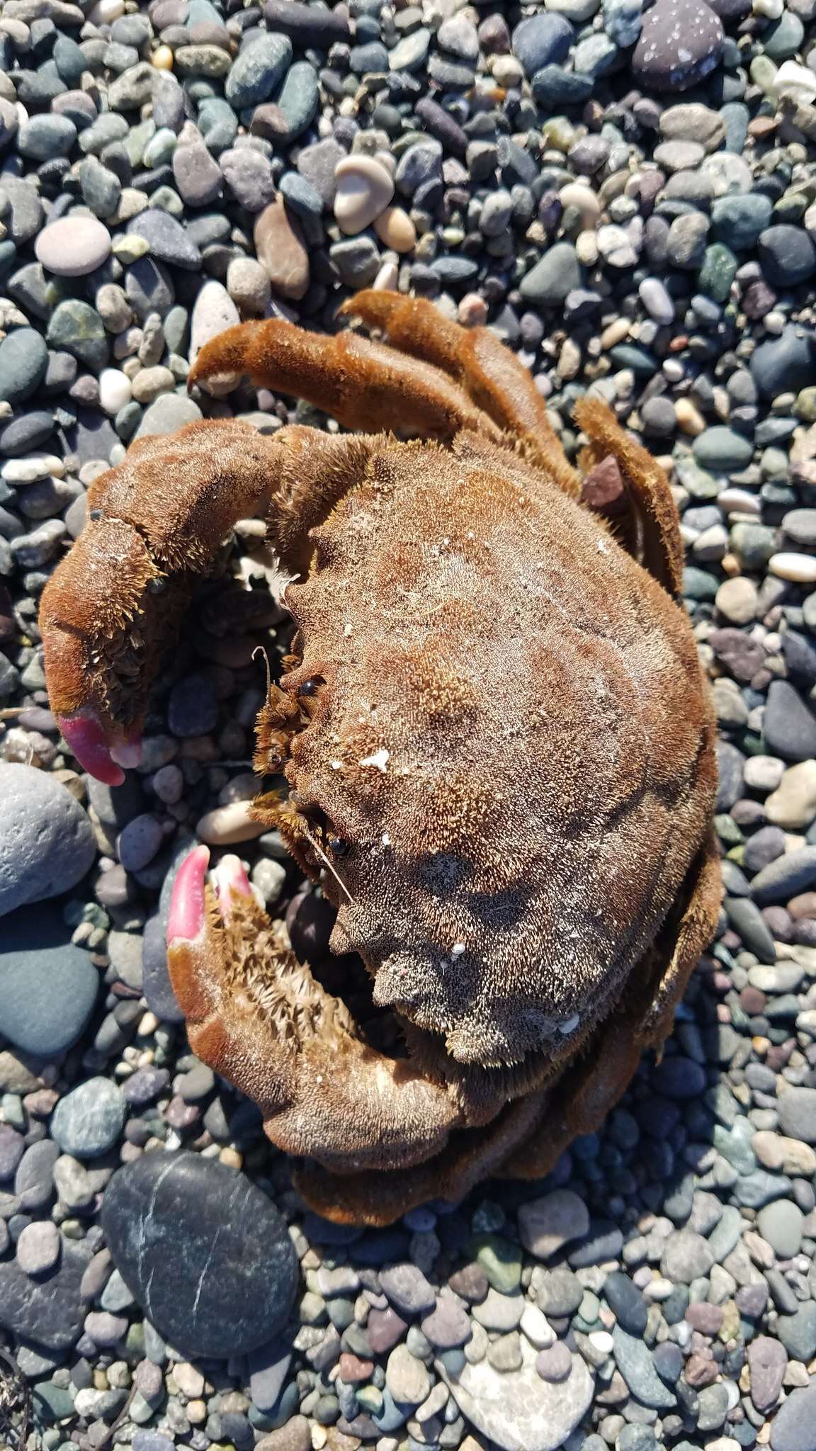 Image of large sponge-carrying crab
