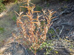 Sivun Acalypha monococca (Engelm. ex A. Gray) Lill. W. Mill. & Gandhi kuva