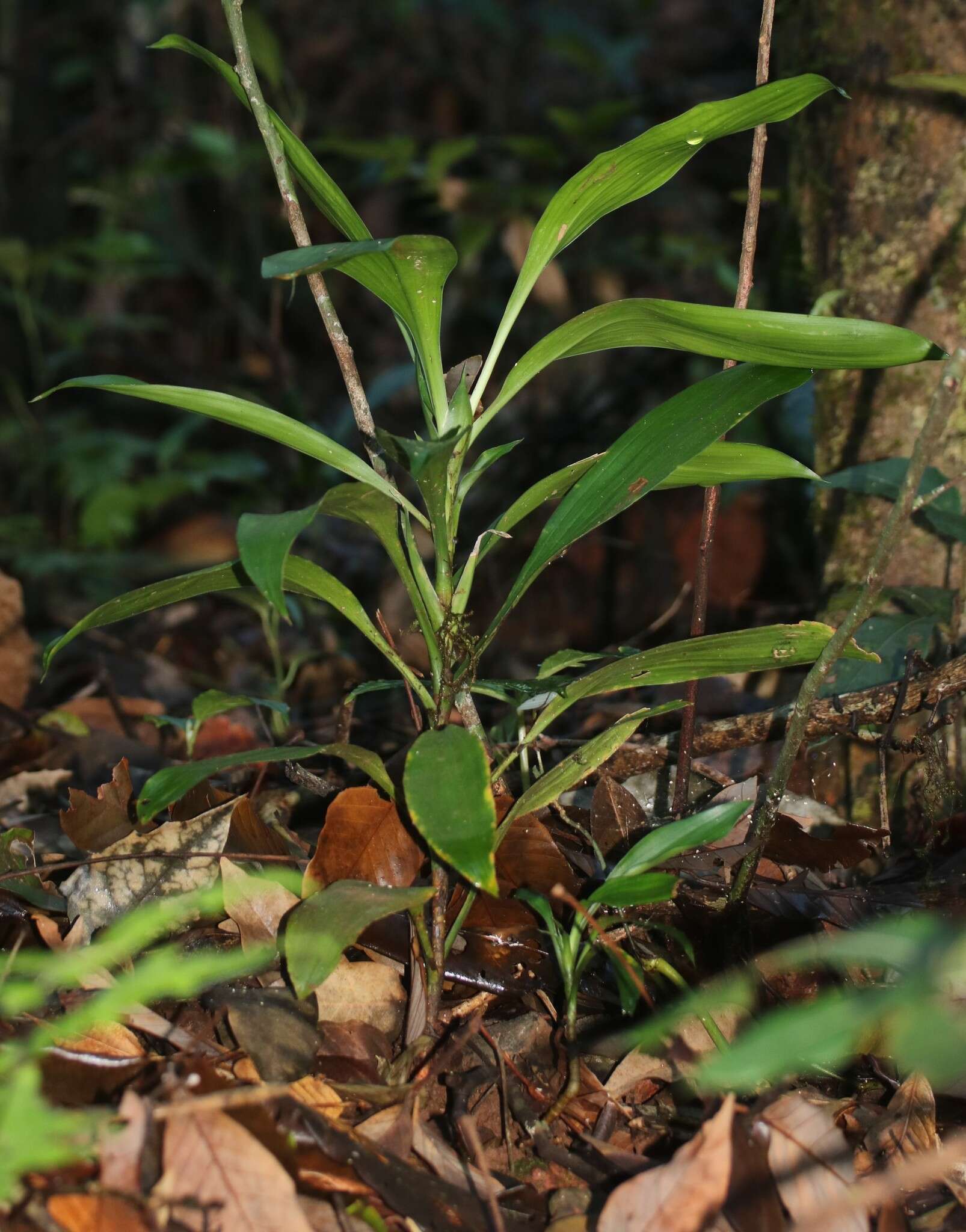 Plancia ëd Dracaena spicata Roxb.