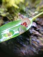 Imagem de Pleurothallis dorotheae Luer