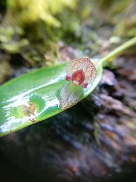 Image of Pleurothallis dorotheae Luer