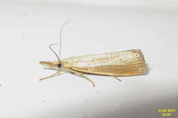 صورة Agriphila straminella