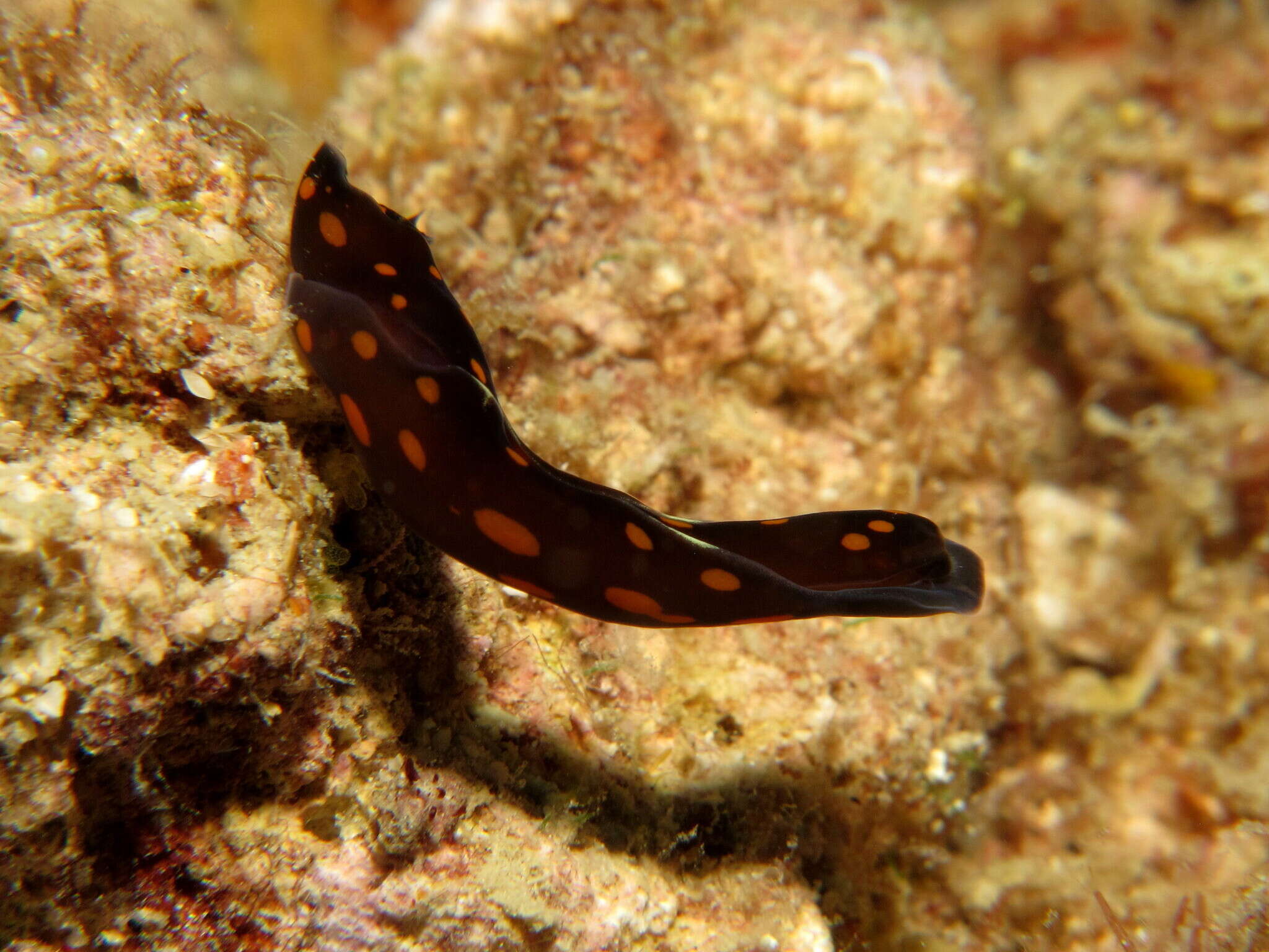 Image of Chelidonura punctata Eliot 1903