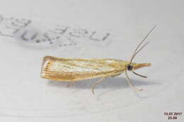 صورة Agriphila straminella