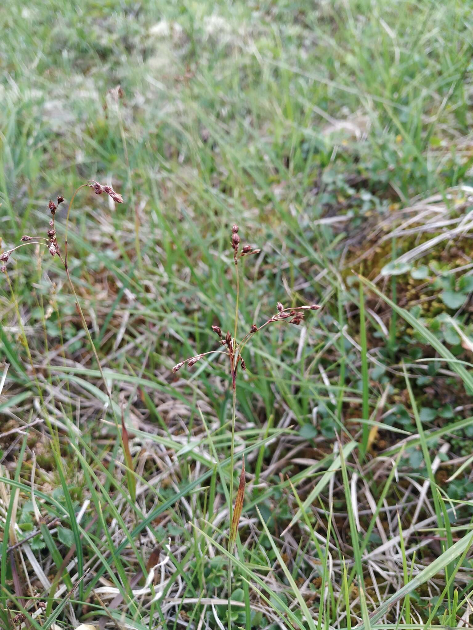 Image of Wahlenberg's Wood-Rush