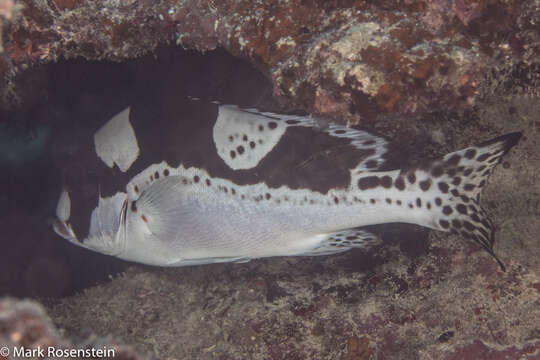 Image of Dotted sweetlips