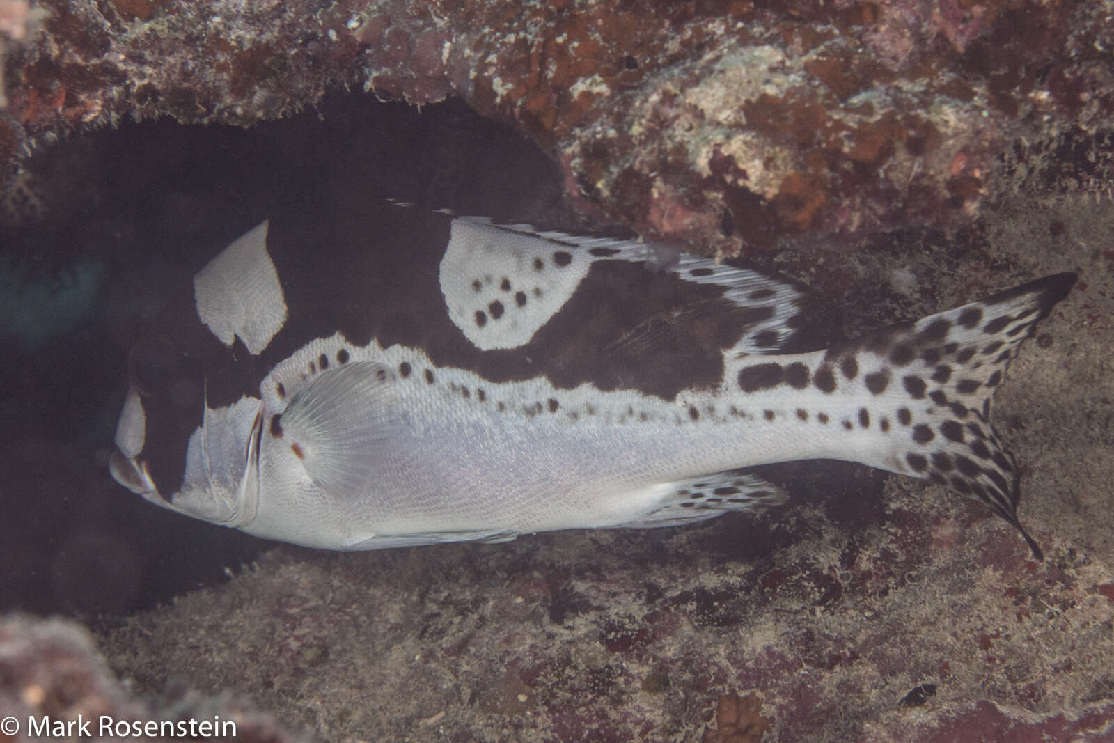 صورة Plectorhinchus picus (Cuvier 1828)