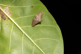 Image of Monkeypod moth