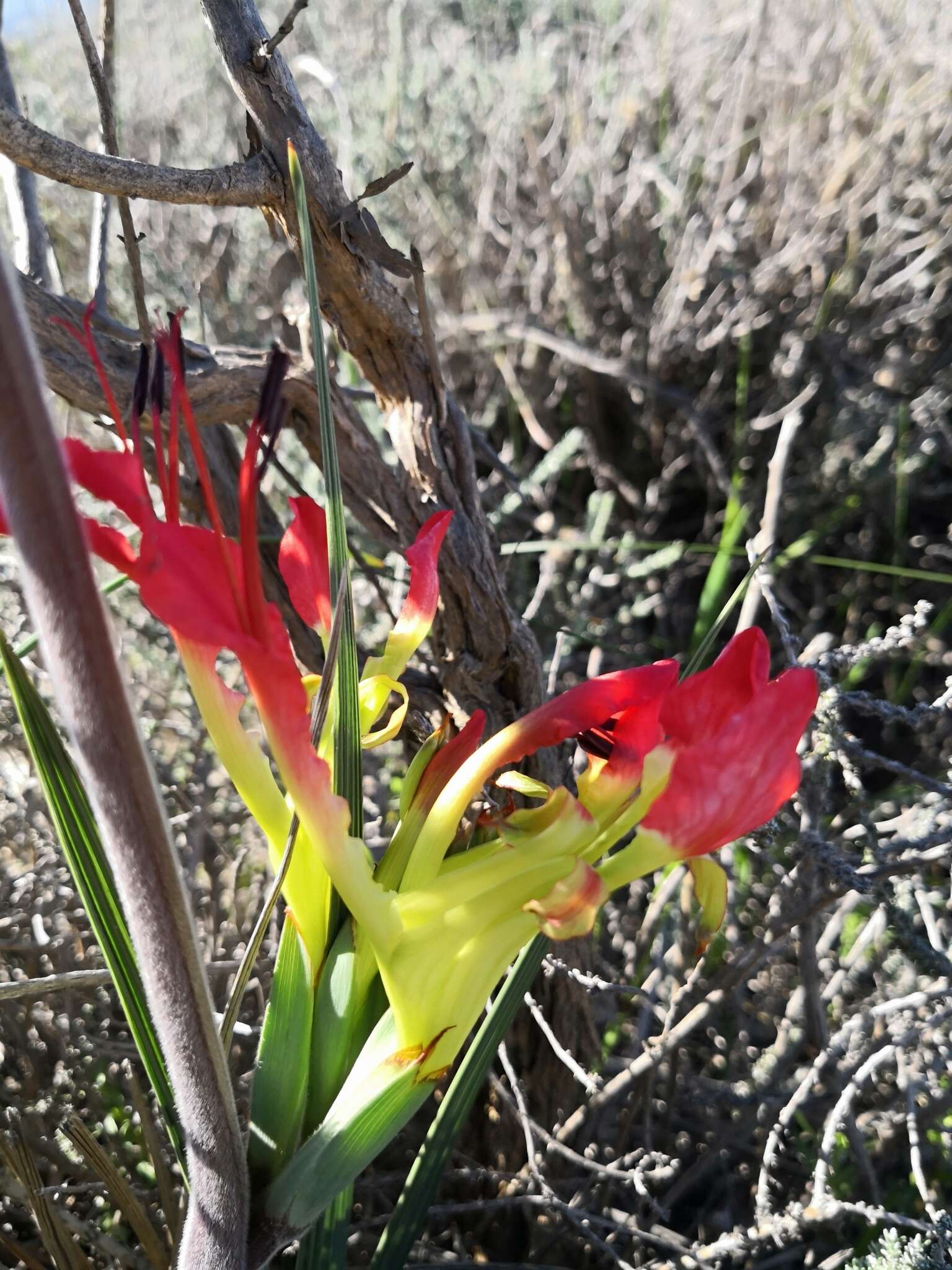 Image de Babiana ringens subsp. ringens