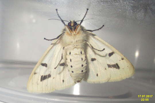 Image of Spilosoma lutea Hüfnagel 1766