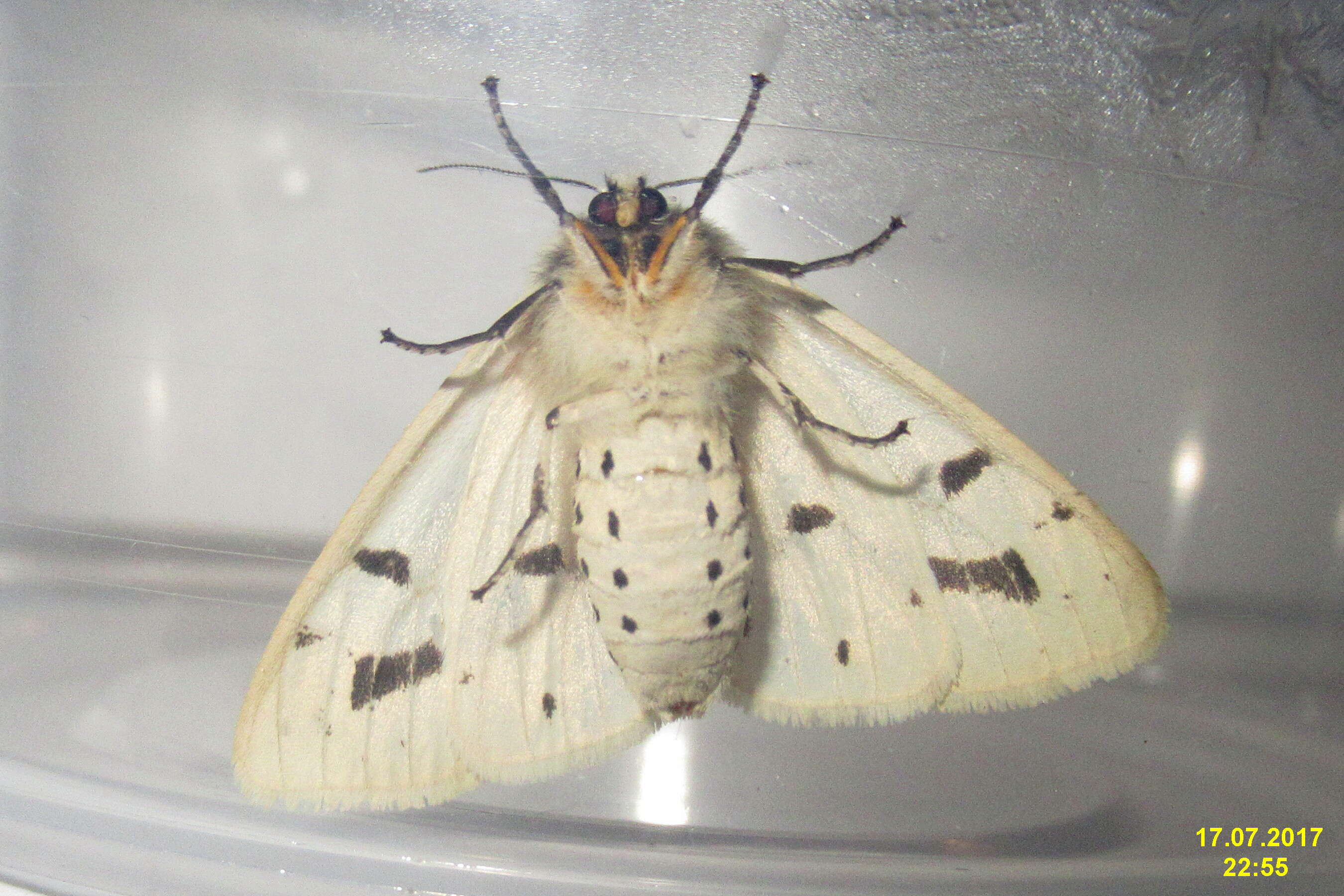 Spilosoma lutea Hüfnagel 1766 resmi