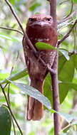 Image of Ceylon Frogmouth