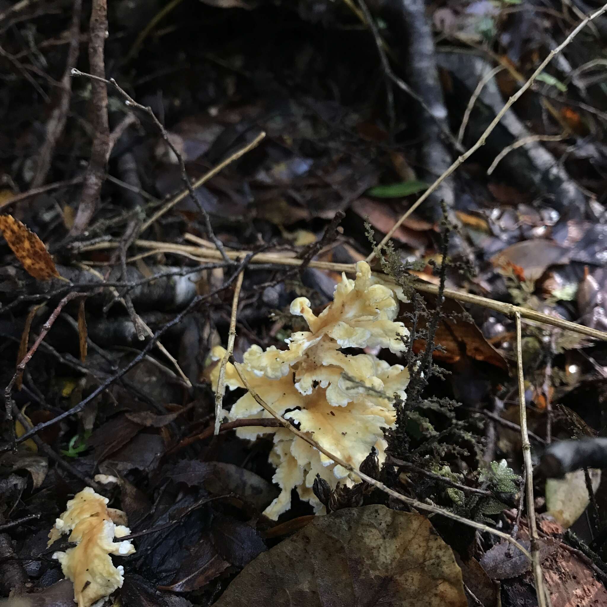 Image of Podoserpula aliweni Sand.-Leiva & Garnica