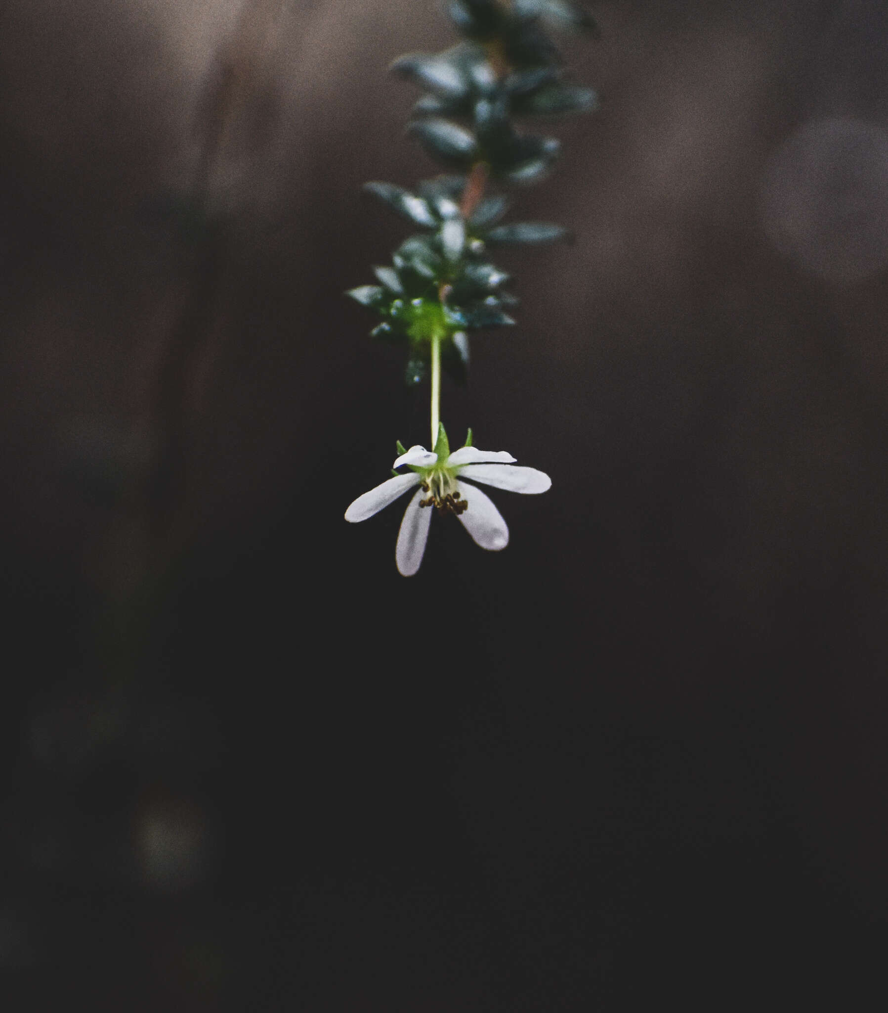 Sivun Bauera microphylla Sieber ex DC. kuva