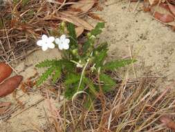 Imagem de Cnidoscolus urens var. stimulosus (Michx.) Govaerts