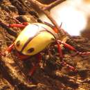 Imagem de Eudicella smithii (MacLeay 1838)