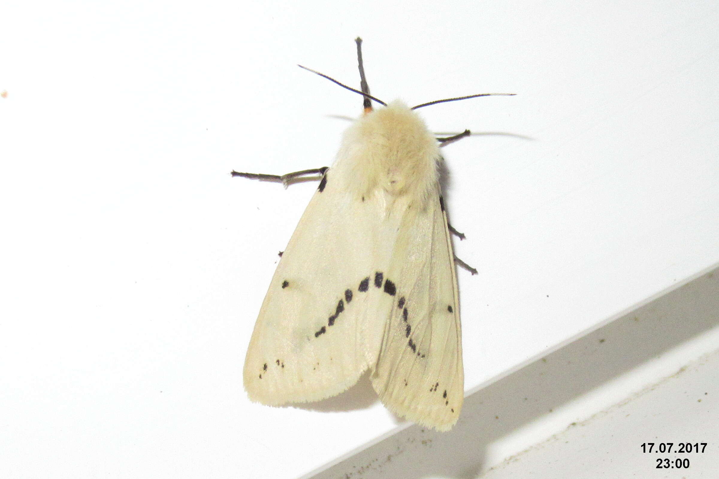 Image of Spilosoma lutea Hüfnagel 1766