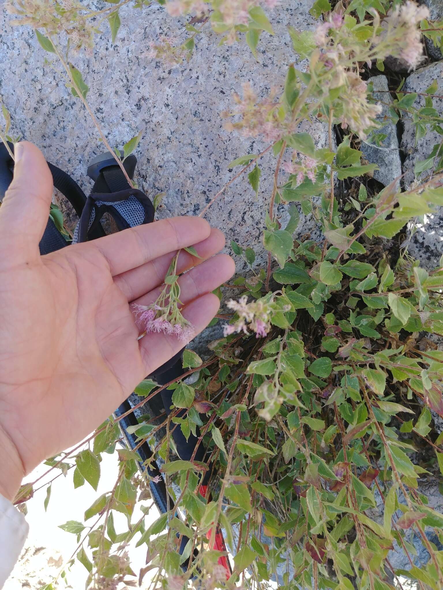 Image of western snakeroot