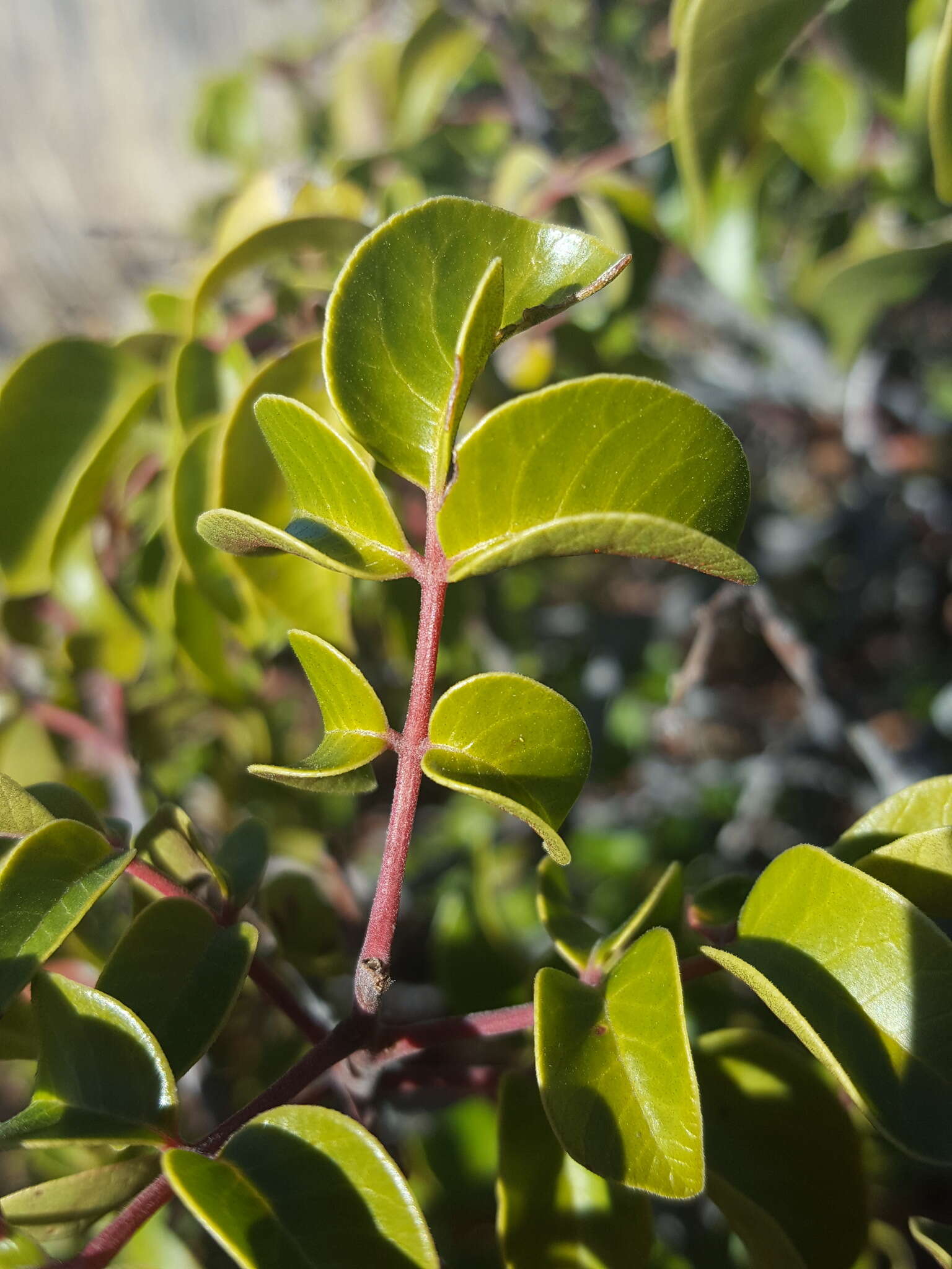 Sivun Rhus virens var. choriophylla (Wooton & Standl.) L. D. Benson kuva