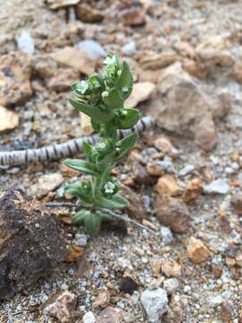 Plagiobothrys glomeratus A. Gray resmi