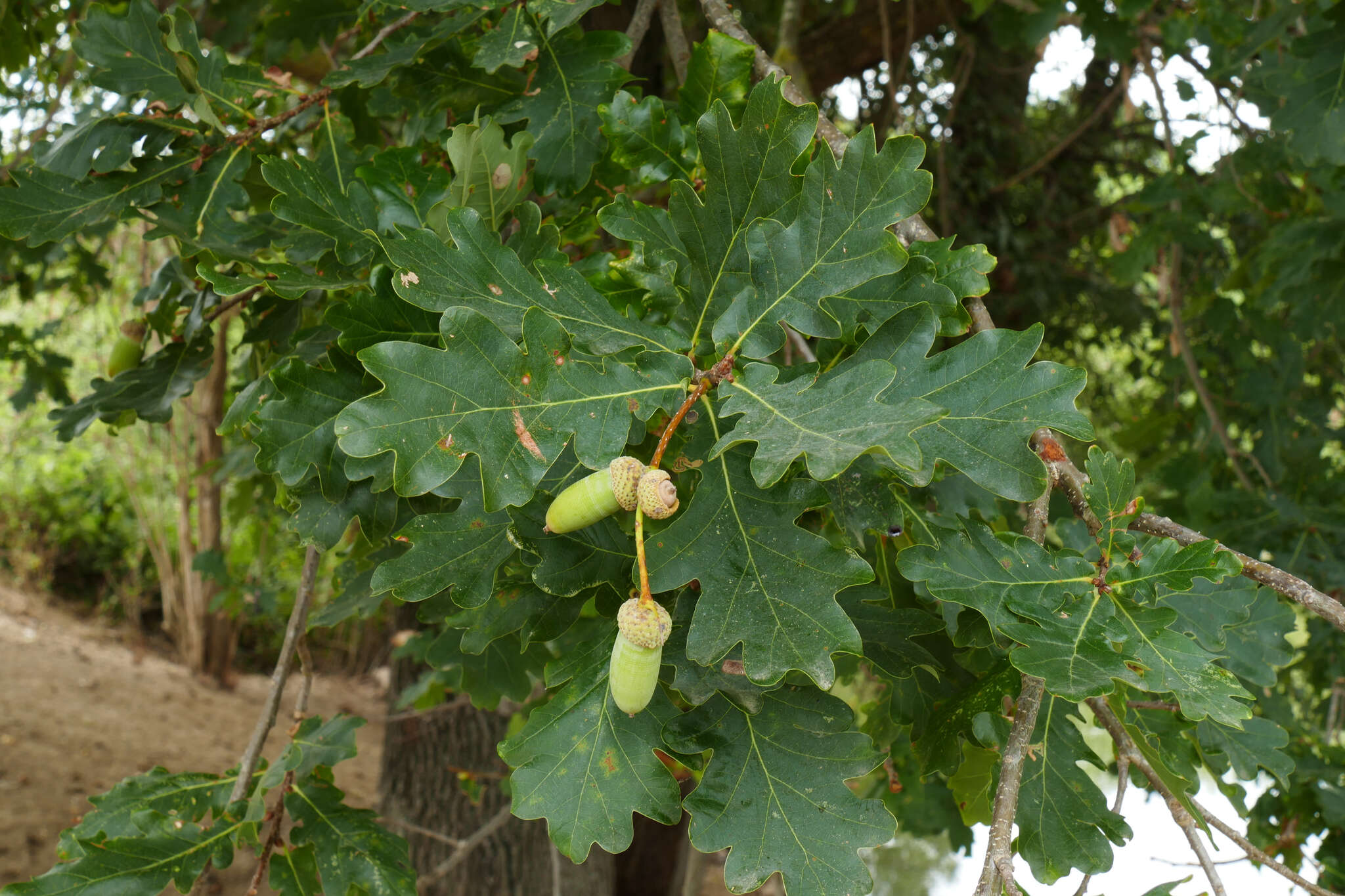 Image de Chêne Pédonculé