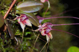 Image of Masdevallia nidifica Rchb. fil.