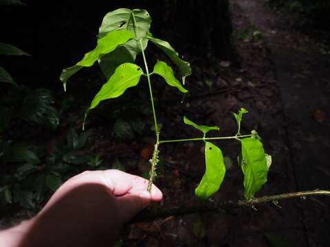 Слика од Lonchocarpus oliganthus F. J. Herm.