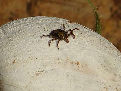 Image of Amblyomma variegatum (Fabricius 1794)