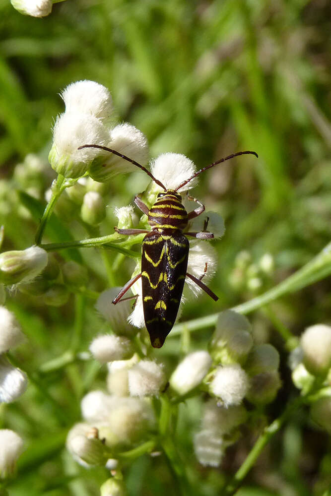 Megacyllene acuta (Germar 1821)的圖片