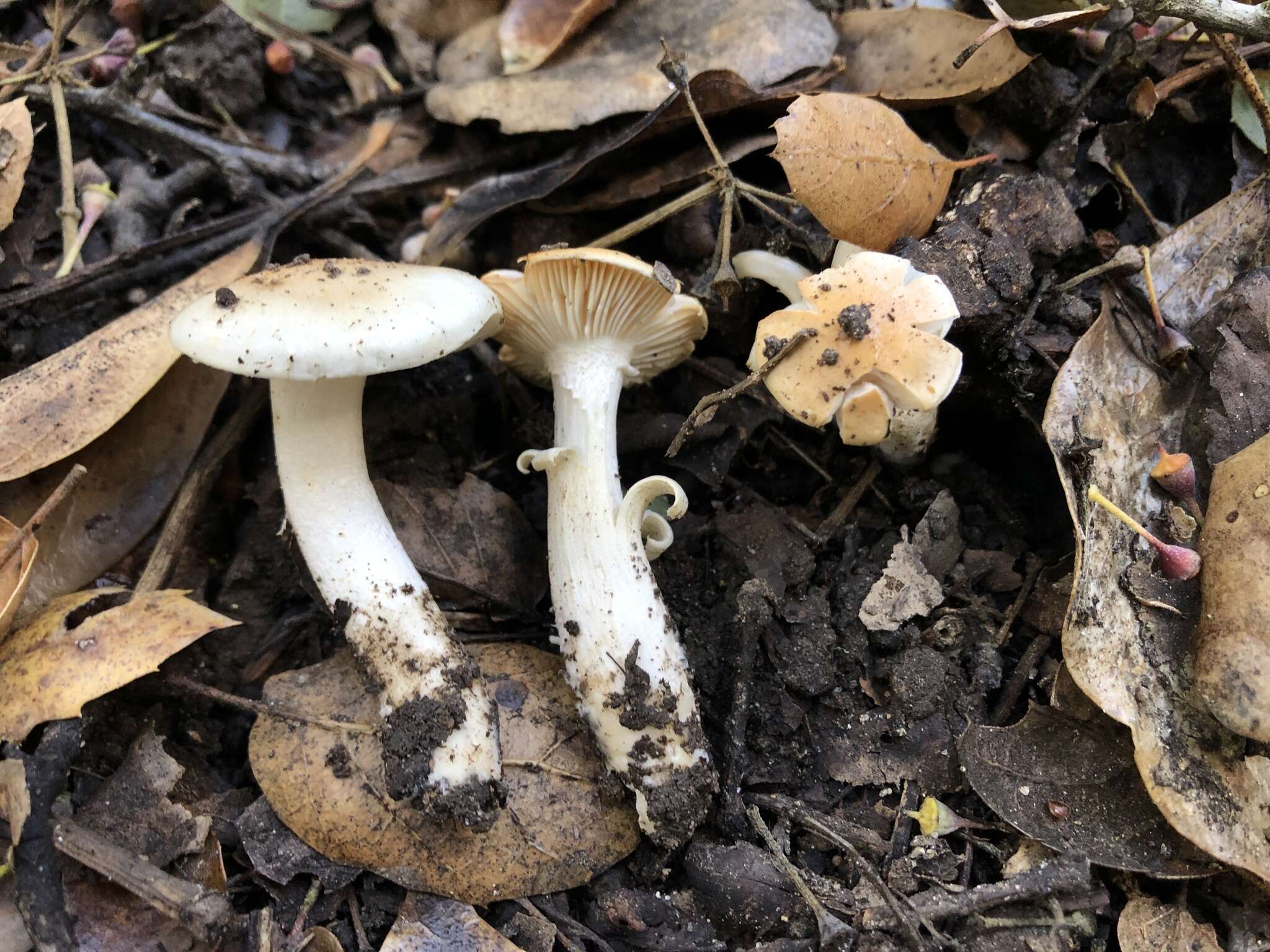 Image of Hygrophorus roseobrunneus Murrill 1916