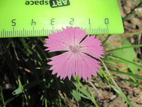 Image of Dianthus caucaseus Sims