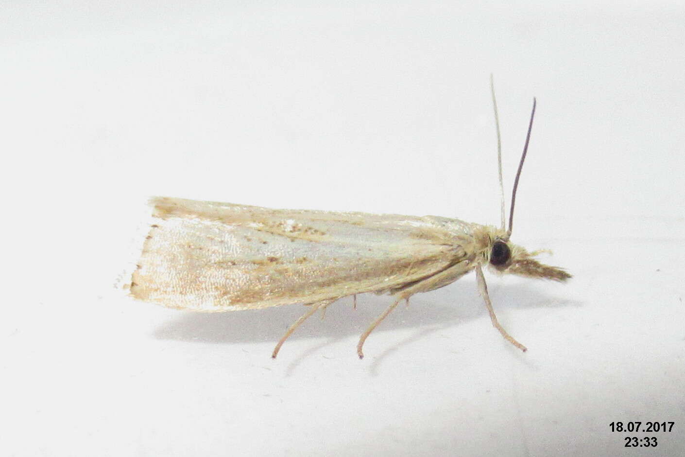 صورة Agriphila straminella