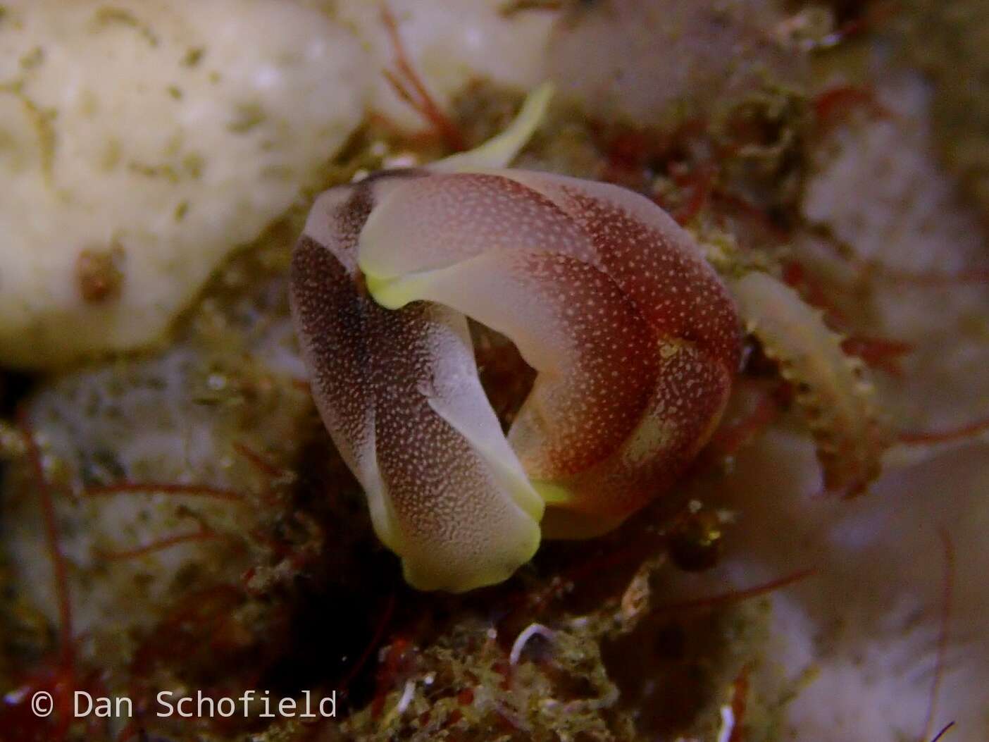 Image of Chelidonura amoena Bergh 1905