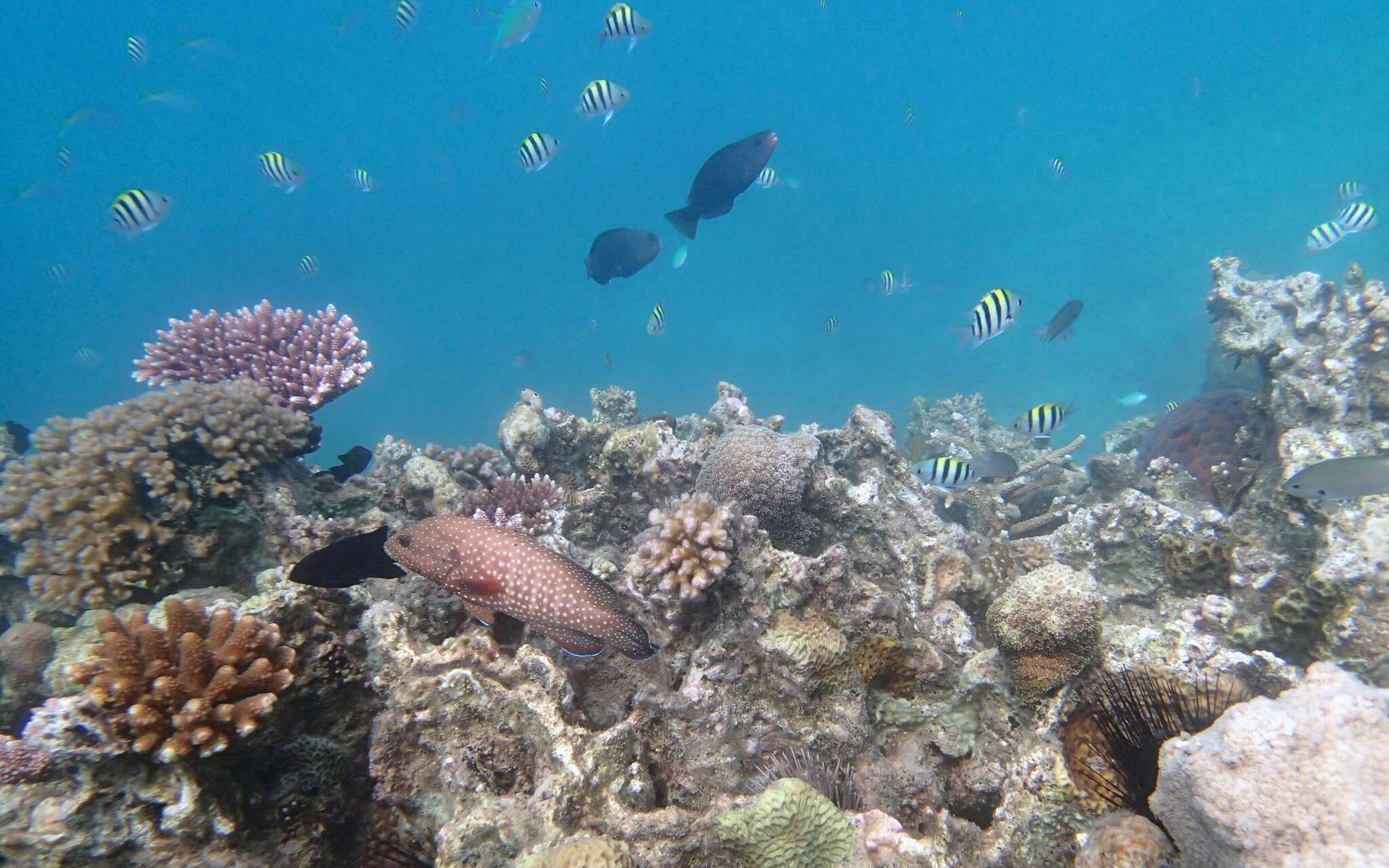 Image of Blue-spotted grouper