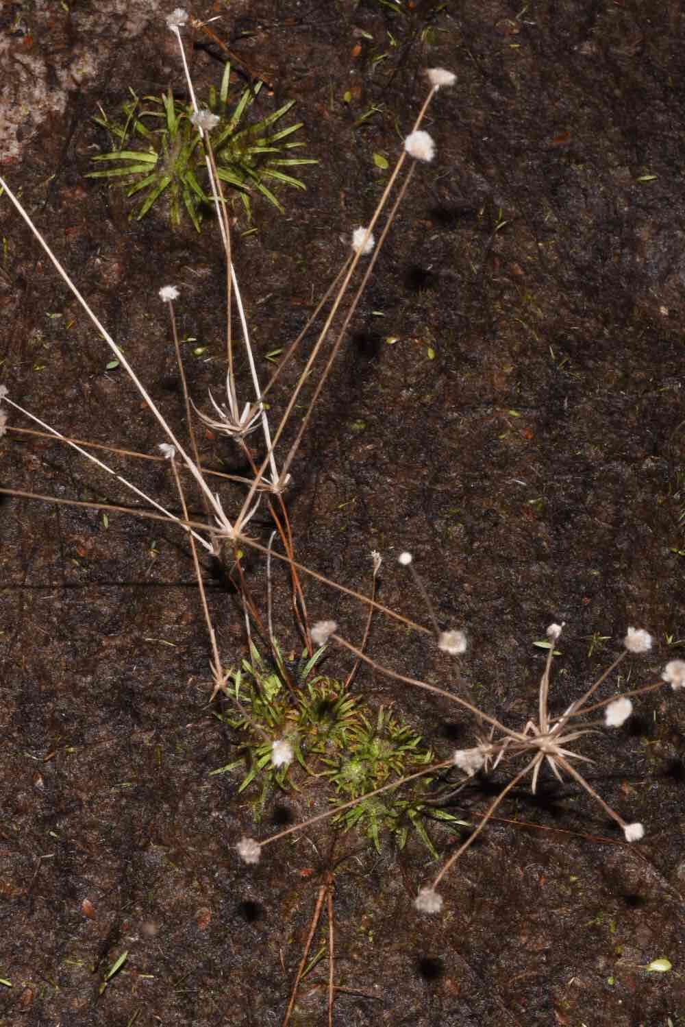 Image of Syngonanthus umbellatus (Lam.) Ruhland