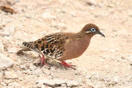 Imagem de Zenaida galapagoensis galapagoensis Gould 1841