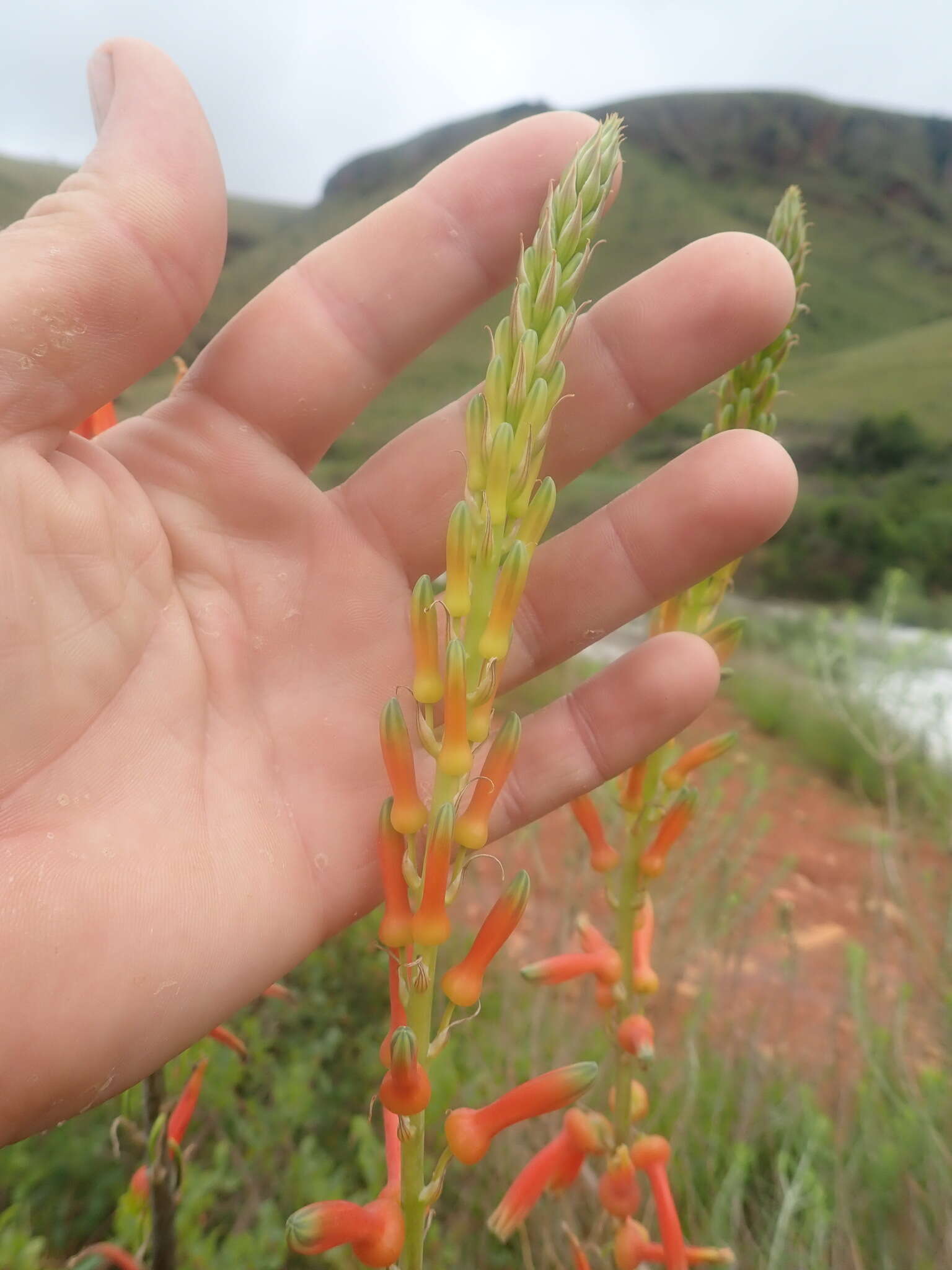 Aloe fosteri Pillans resmi